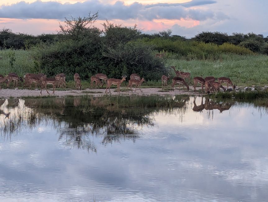 Etosha Park #2 und Onguma Bush Camp 