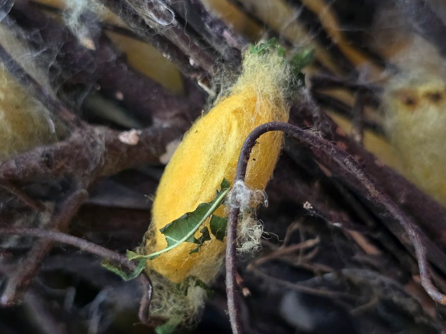 Silk Island Community Center