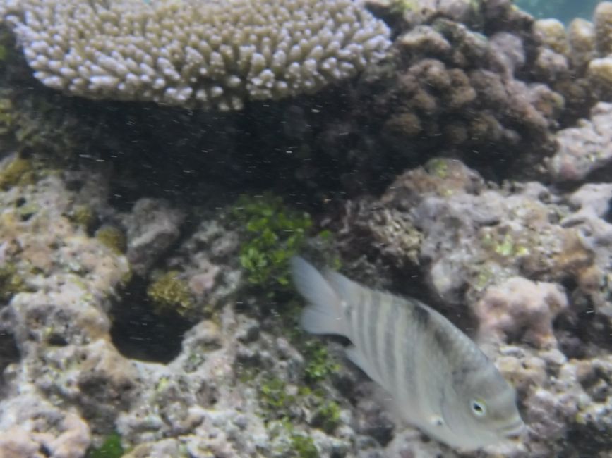 2025-04-23 Tahiti und Huahine