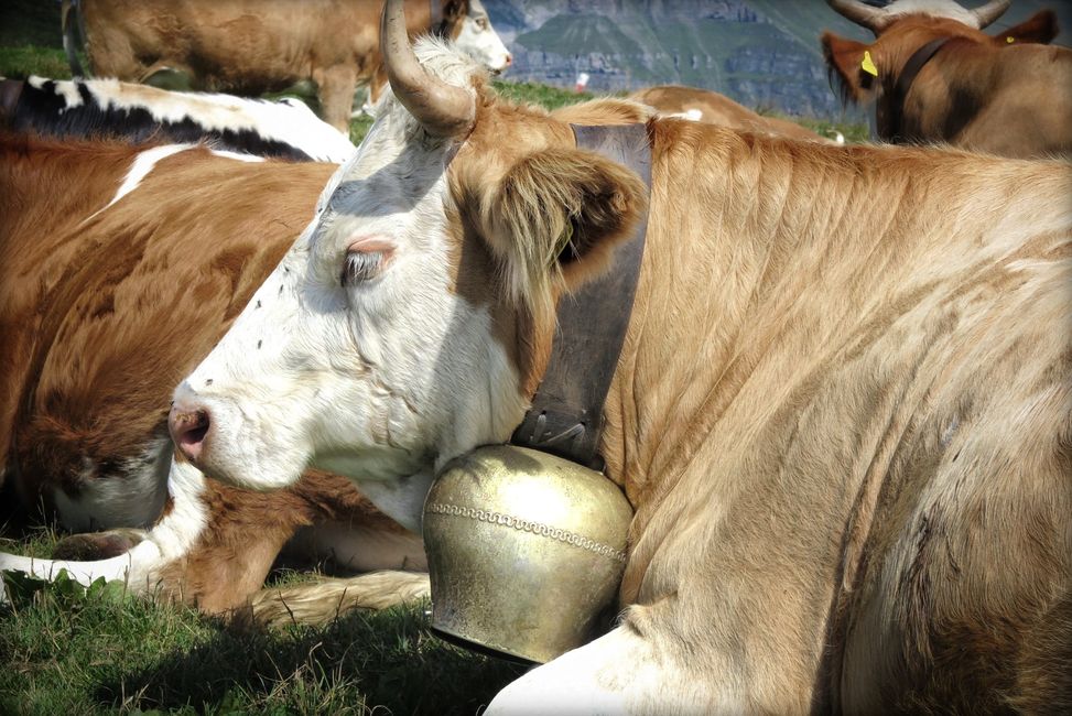 Eine unvergessene Woche im Auge des Eigers