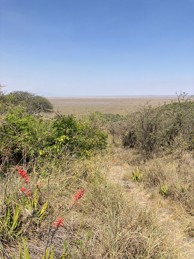 En la Serengeti - Día 1