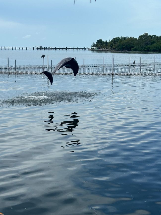Dolphin Research Center