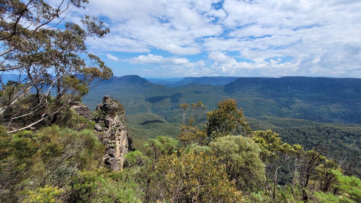 Blue Mountains – Eukalyptusbäume locken nicht nur Koalas an