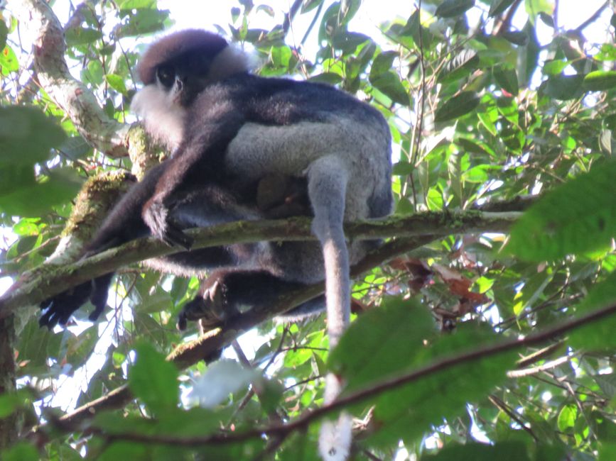 Sinharaja - l'ultima foresta pluviale dello Sri Lanka