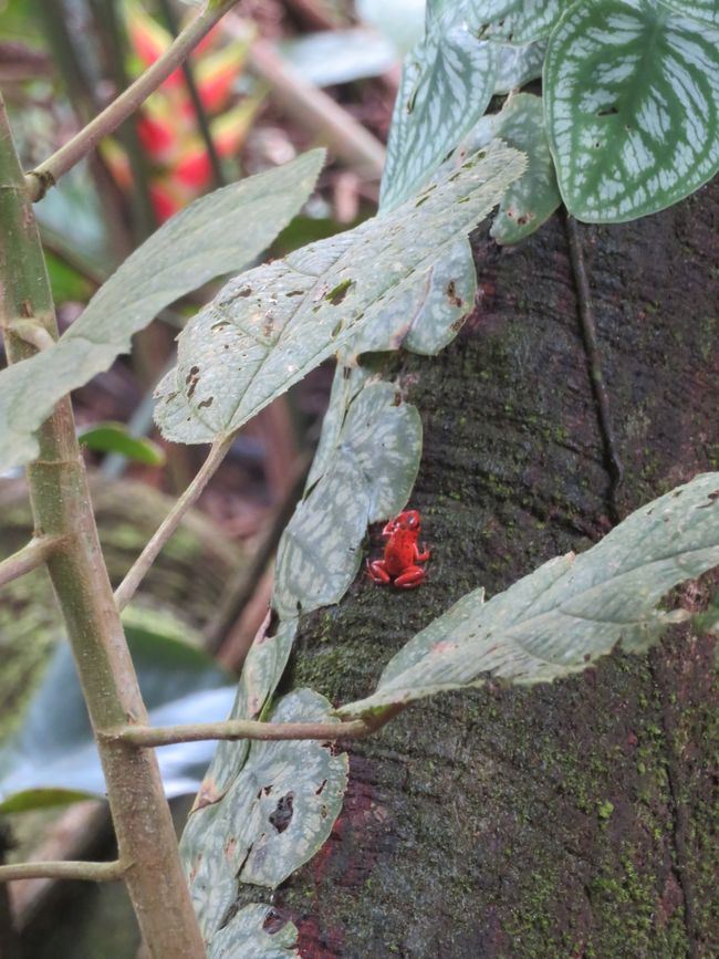 Damage from leafcutter ants