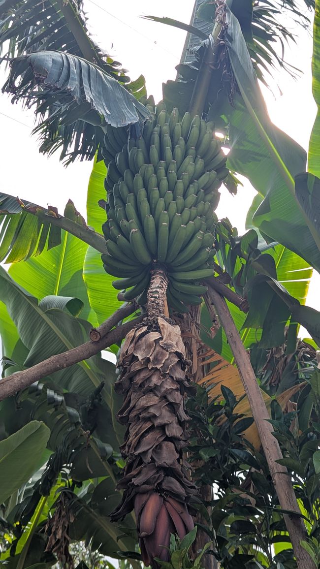 Überall im Ort wachsen Bananen