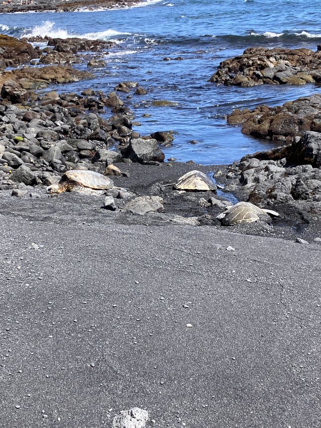 3 big green sea turtles