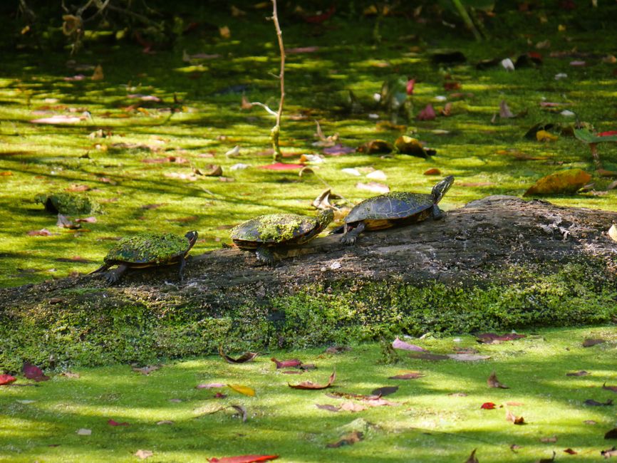 Cuyahoga National Park