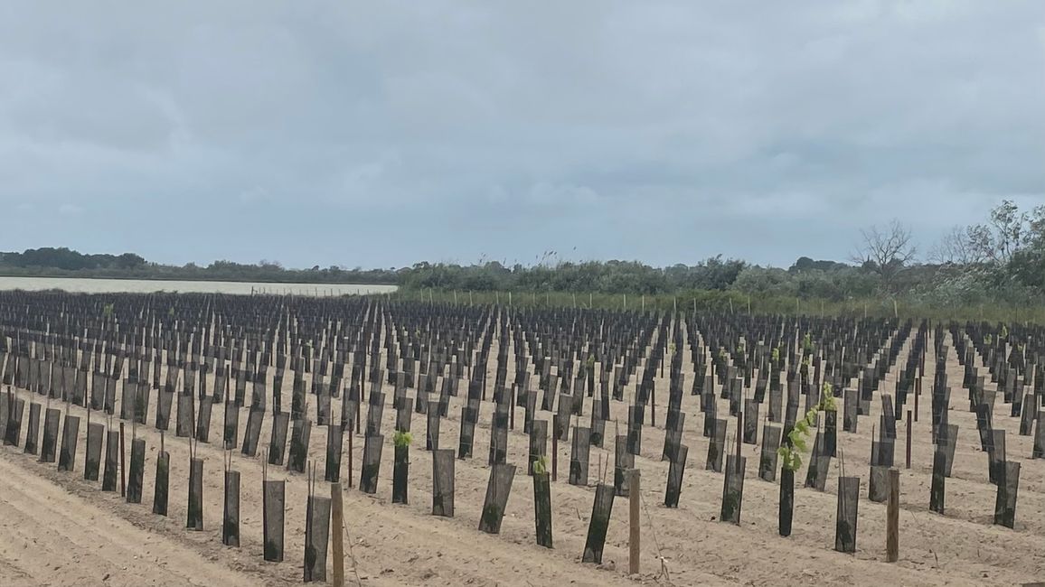 Nuevas vides para nuestro consumo de vino😉