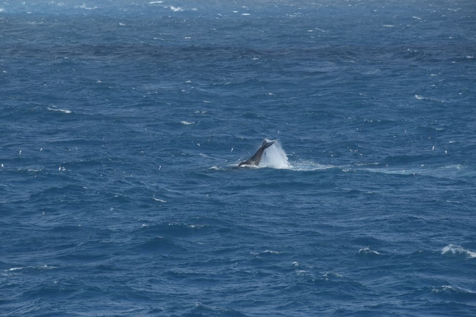 Buckelwal ( Humpback whale