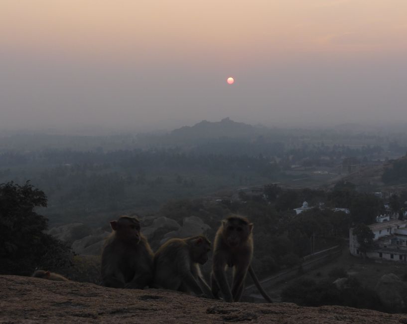 Die Affen warten auf ihre Chance am Matanga Hill