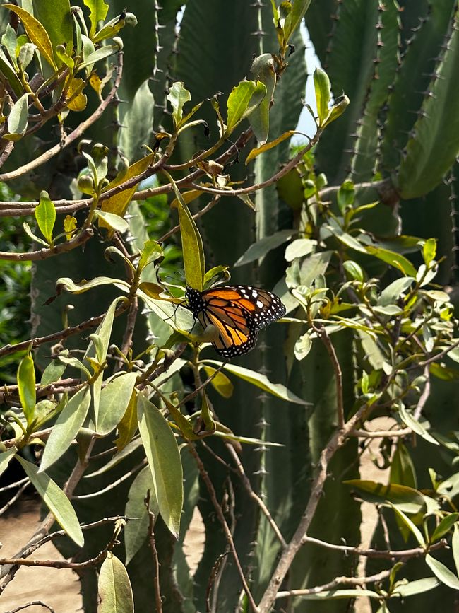 Barranco Butterfly Park
