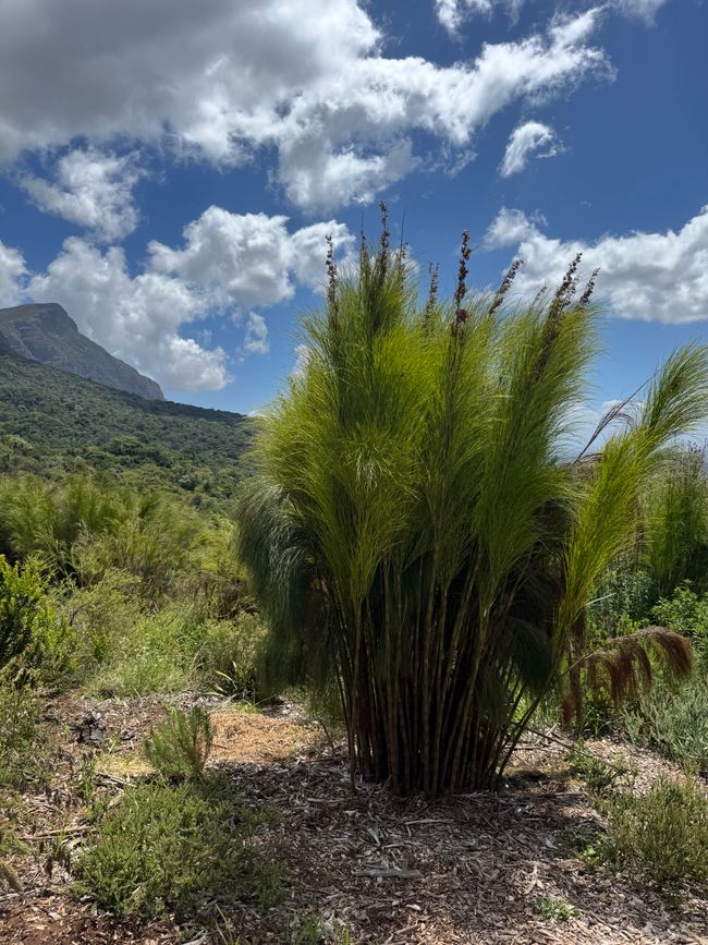 Jahreswechsel in Capetown