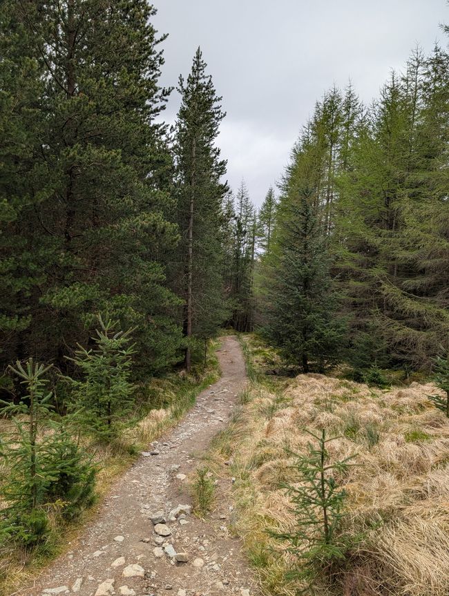 Zwischen den Highland Hügeln geht's ab und zu noch durch kleine Wäldchen