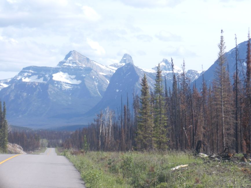 2025-06-19 sur l'Icefields Parkway de Jasper à Lake Louise, CA