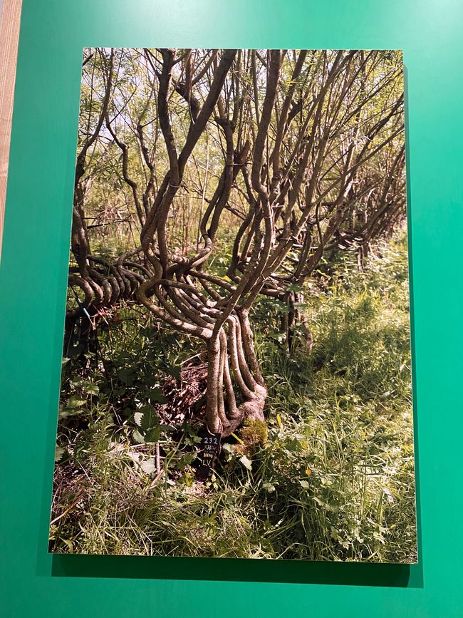Von diesem "Wurzelstuhl" gab es leider nur Fotos