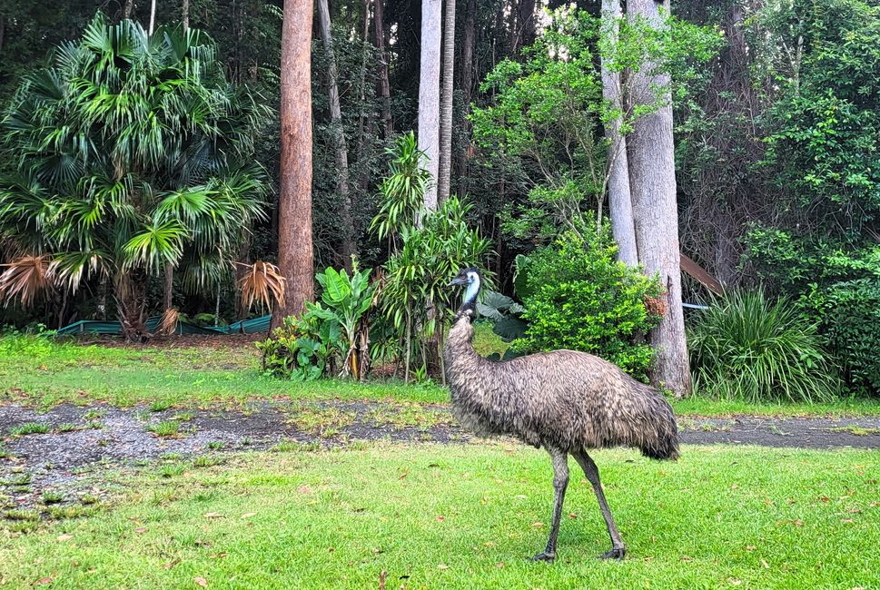 ein neugieriger Campingplatzbesucher