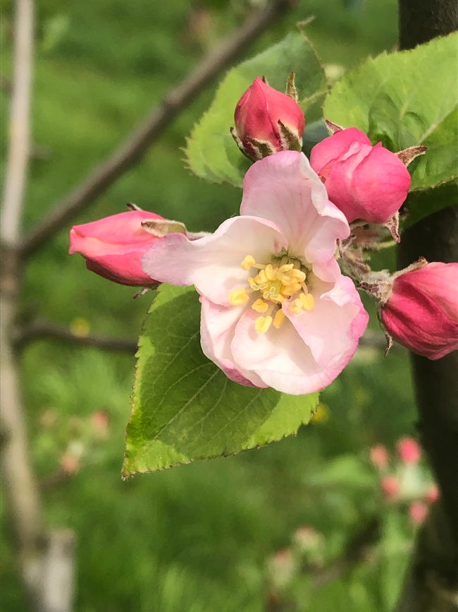The first apple blossoms