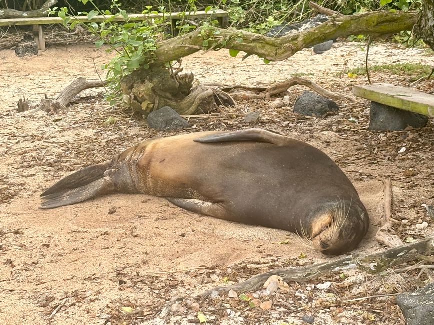 Santa Cruz (Galápagos)