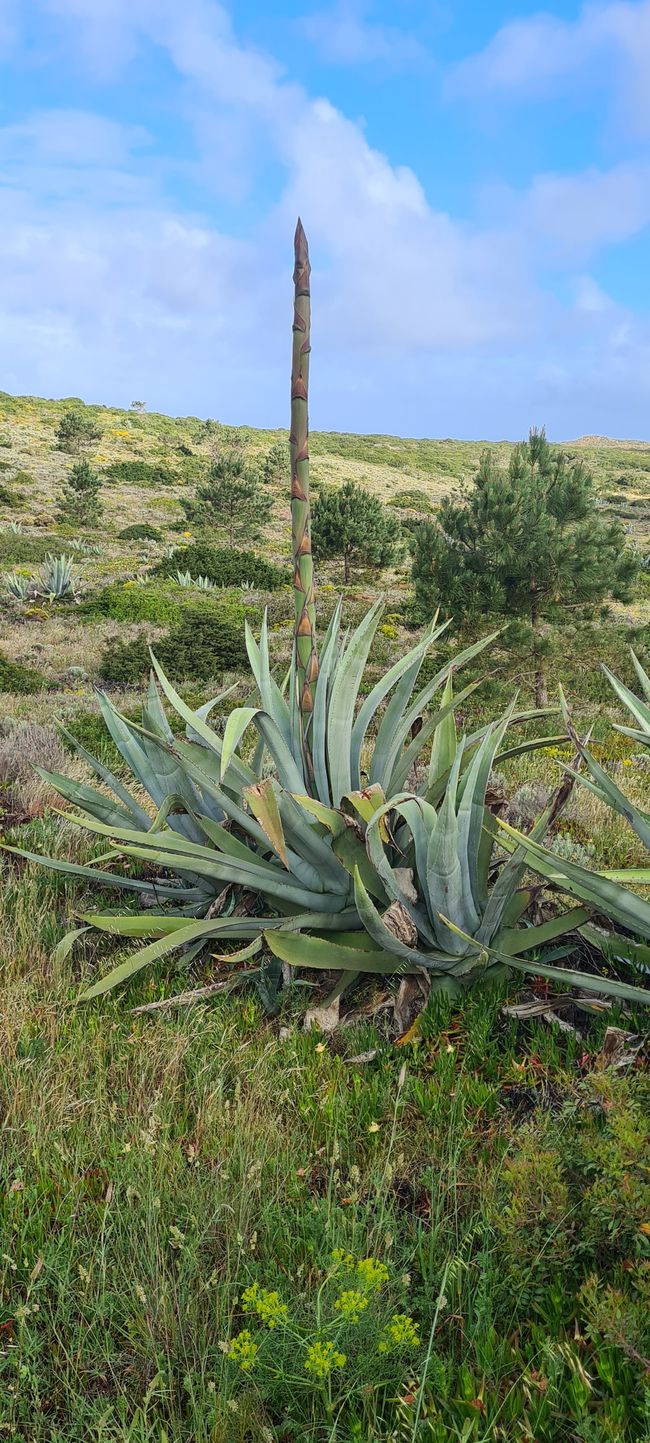 9. Étape Carrapateira - Vila do Bispo