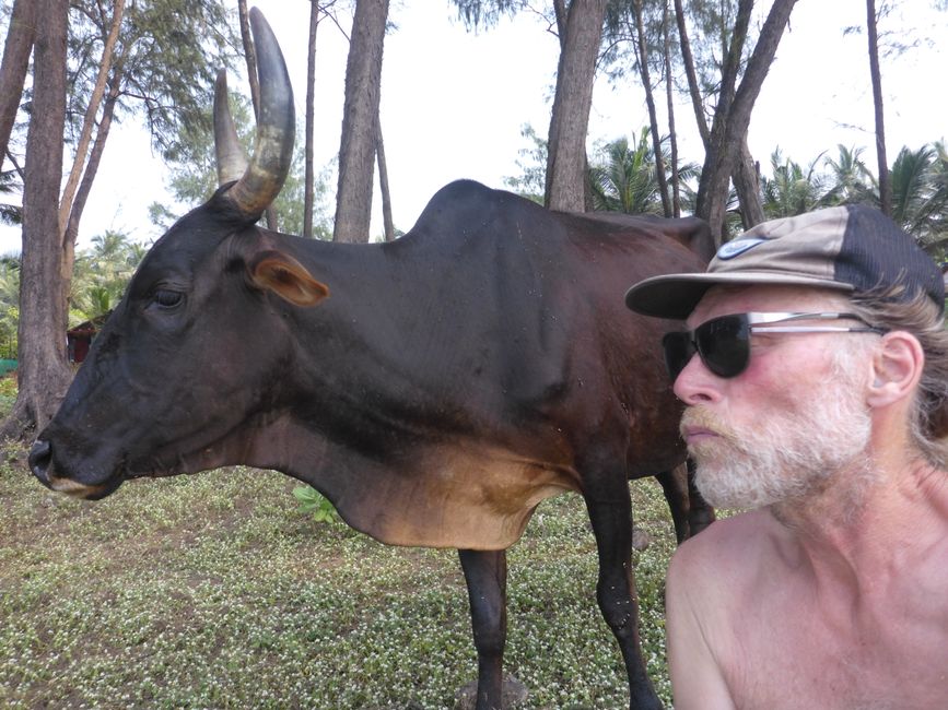 Vache insistante