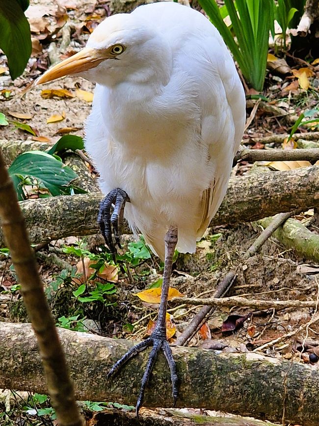 Bird Park