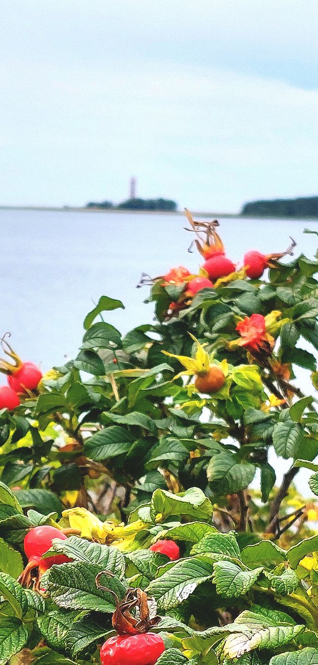 Fehmarn