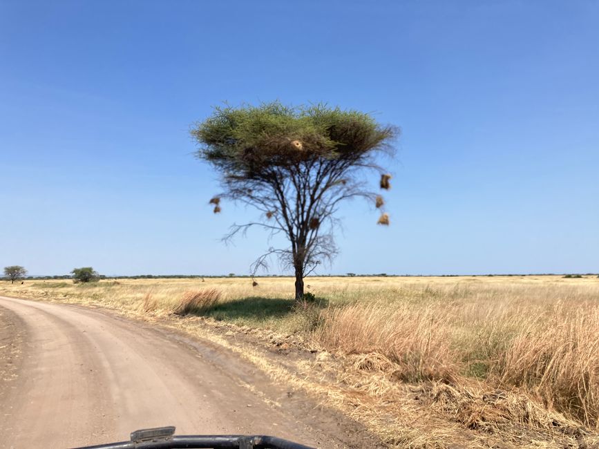 En la Serengeti - Día 3
