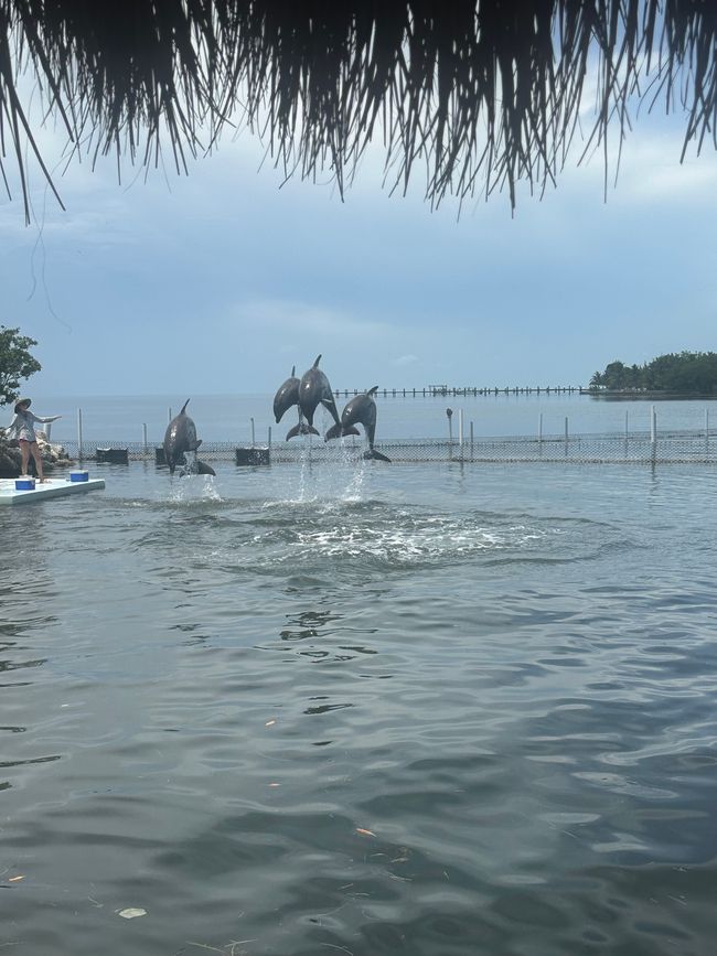 Dolphin Research Center