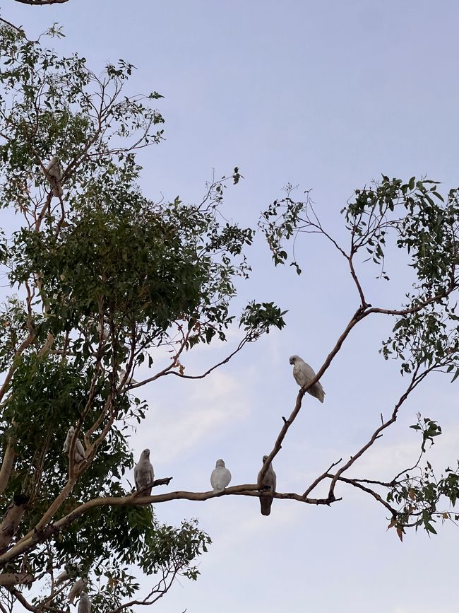 Australien (Tag 251- 260)
