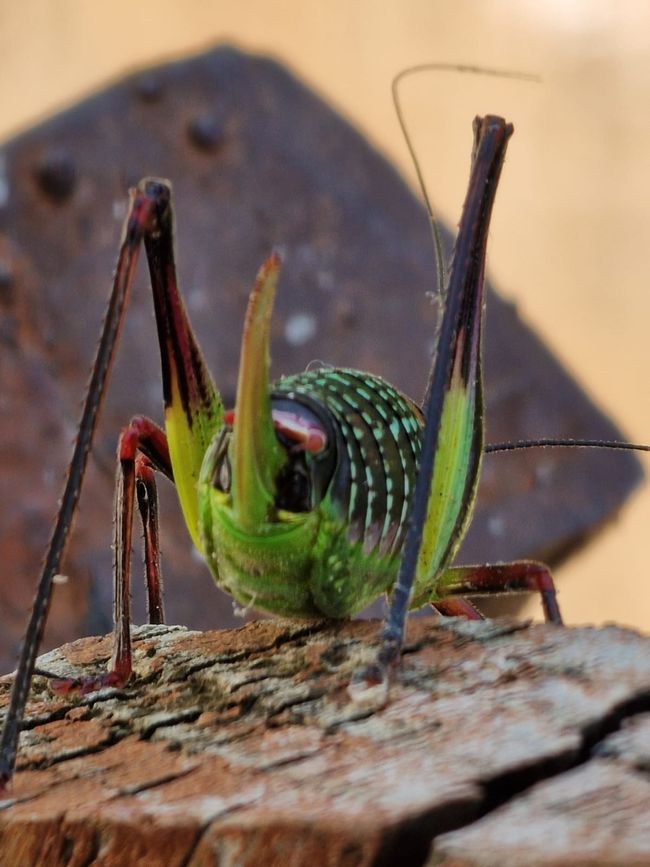 Balkan Trip von Deutschland bis Albanien - Von Mostar nach Herceg Novi