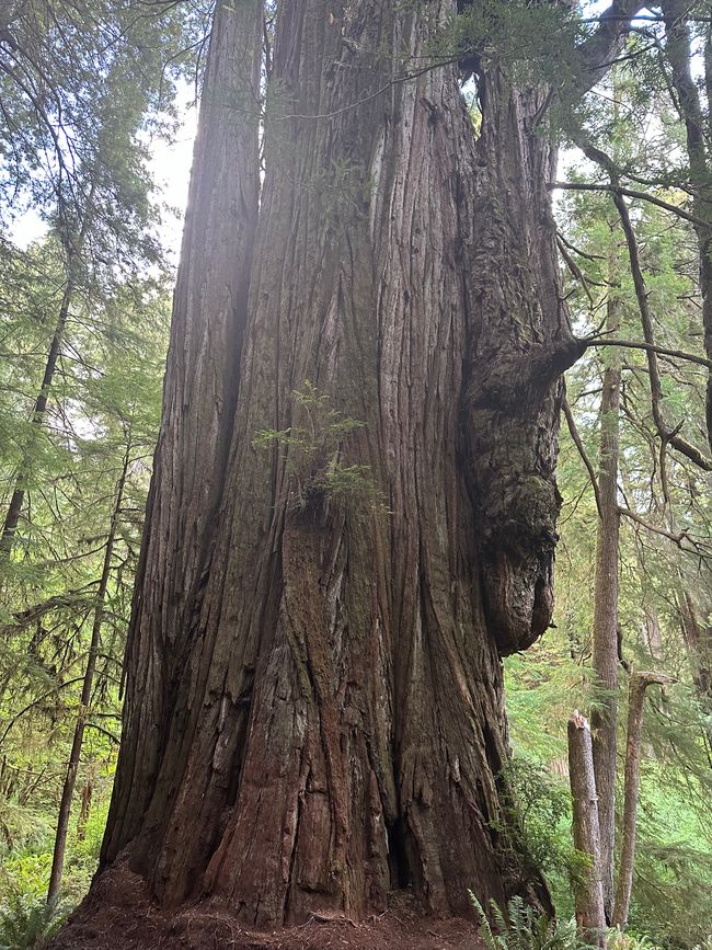 North Californian redwoods