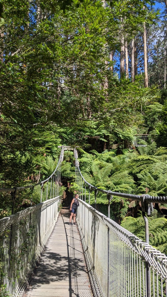 Tarra Bulga & Raymond Island