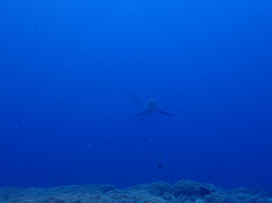 5. Malapascua - Mega Sternenhimmel und Fuchshaie