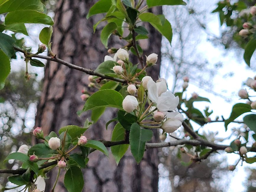 Waldspaziergang