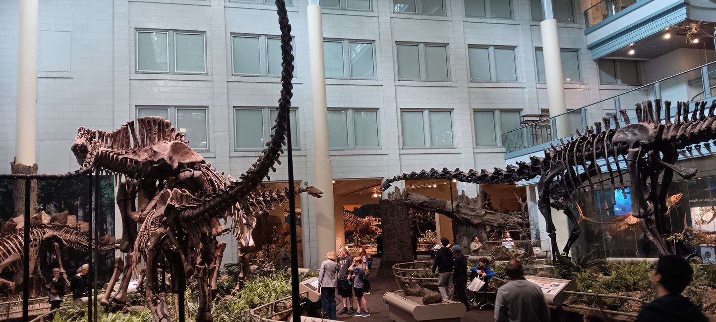 Museum of Natural History I
