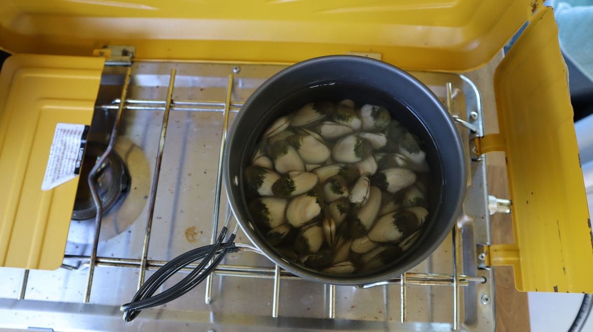 Muscheln eingelegt im Süßwasser