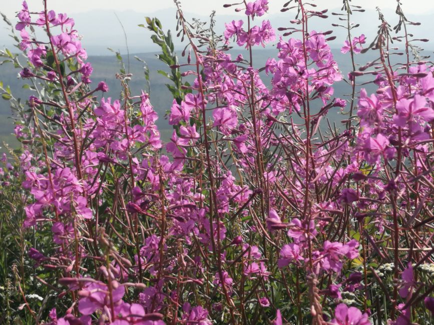 Fireweed