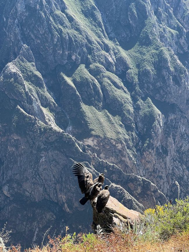 Andean condors gathered 