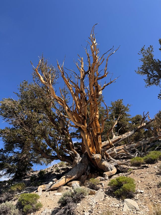 Foresta di Pino Bristlecone Antico – gli alberi più antichi del mondo