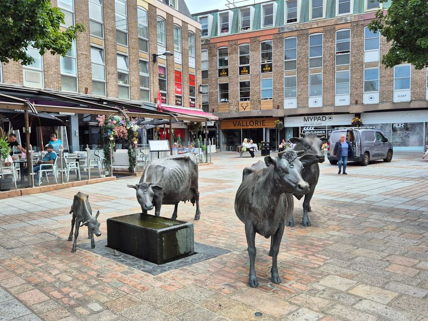 Famous Jersey Cows