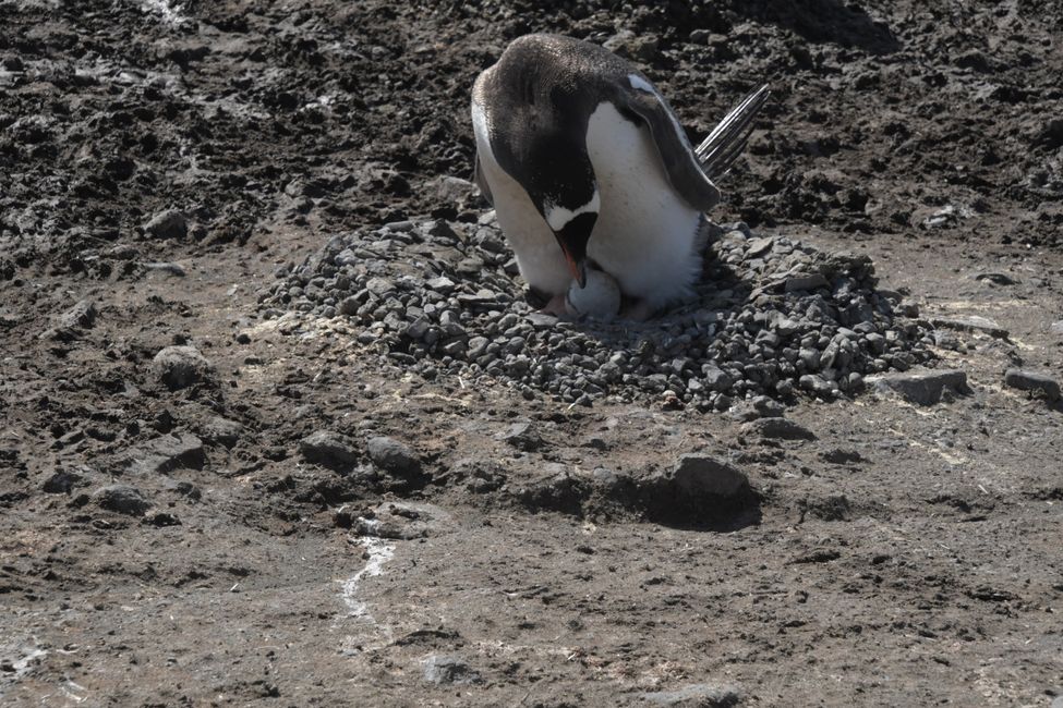 Eselspinguin mit Ei/ Gentoo penguin with egg