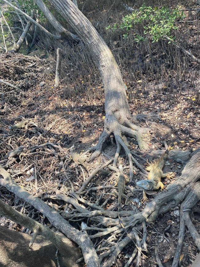 Leguan