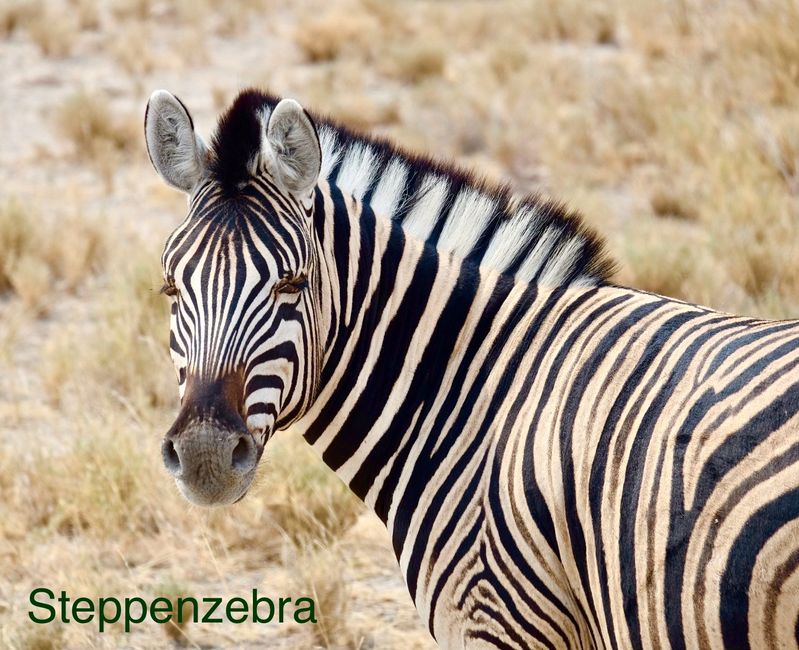 Etosha - wir sind da!