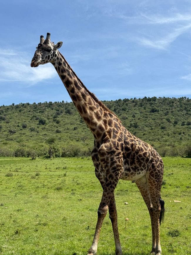 Jambo Kenia