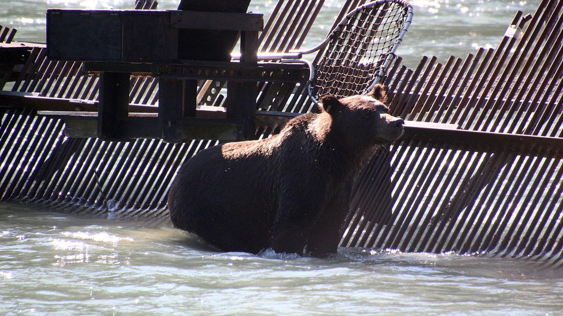 Day 27: Bear Show & Fantastic Mountain Worlds - back to Yukon/Canada