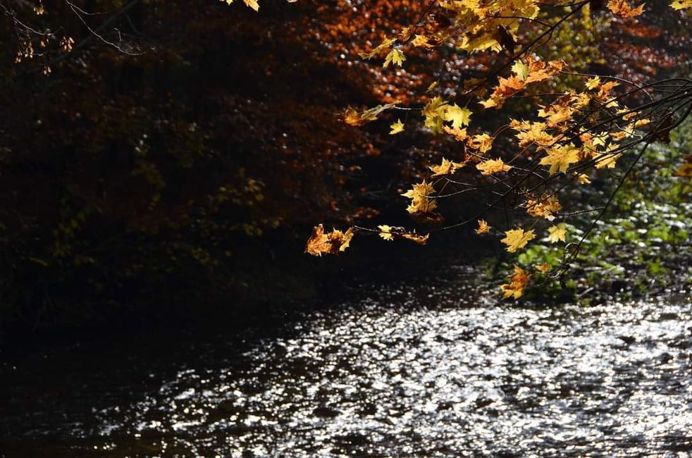 Autumn hiking in the Wutach Gorge: Red, yellow, orange... and you're right in the middle!