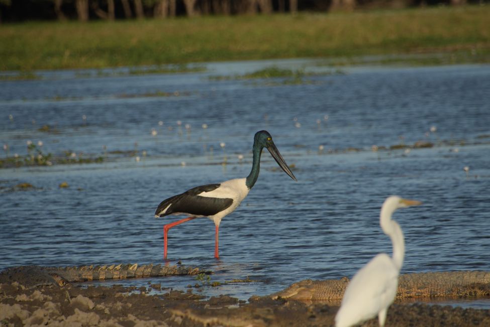Kakadu NP - Riesenstorch / Black-necked storck