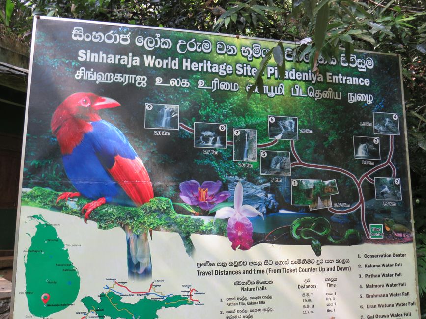 Sinharaja - l'ultima foresta pluviale dello Sri Lanka