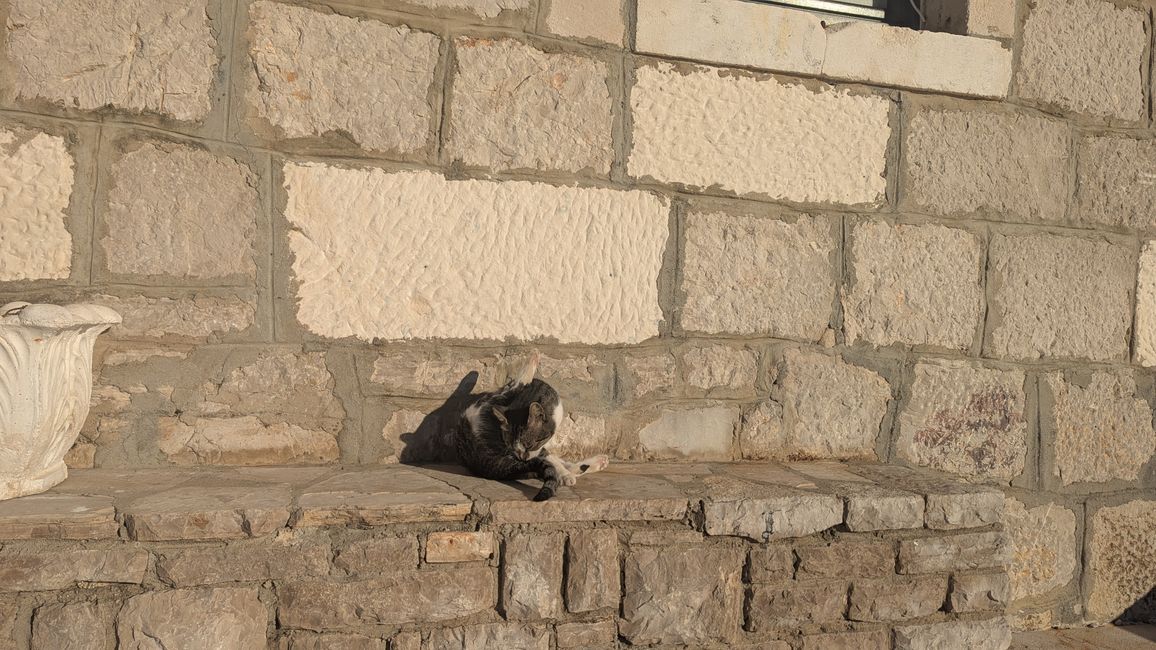 Cats of Croatia